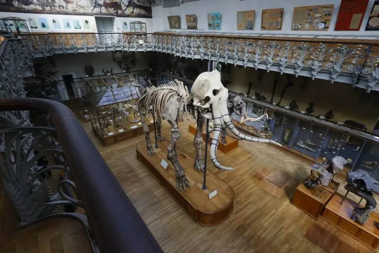 متحف التاريخ الطبيعي في باريس (أ.ف.ب)