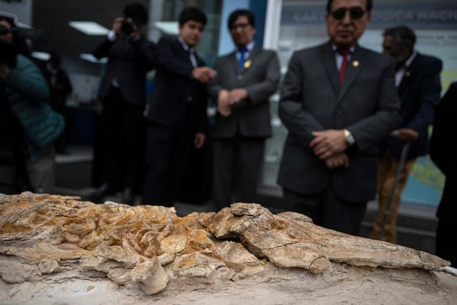 12-million-year-old Porpoise Fossil Found in Peru