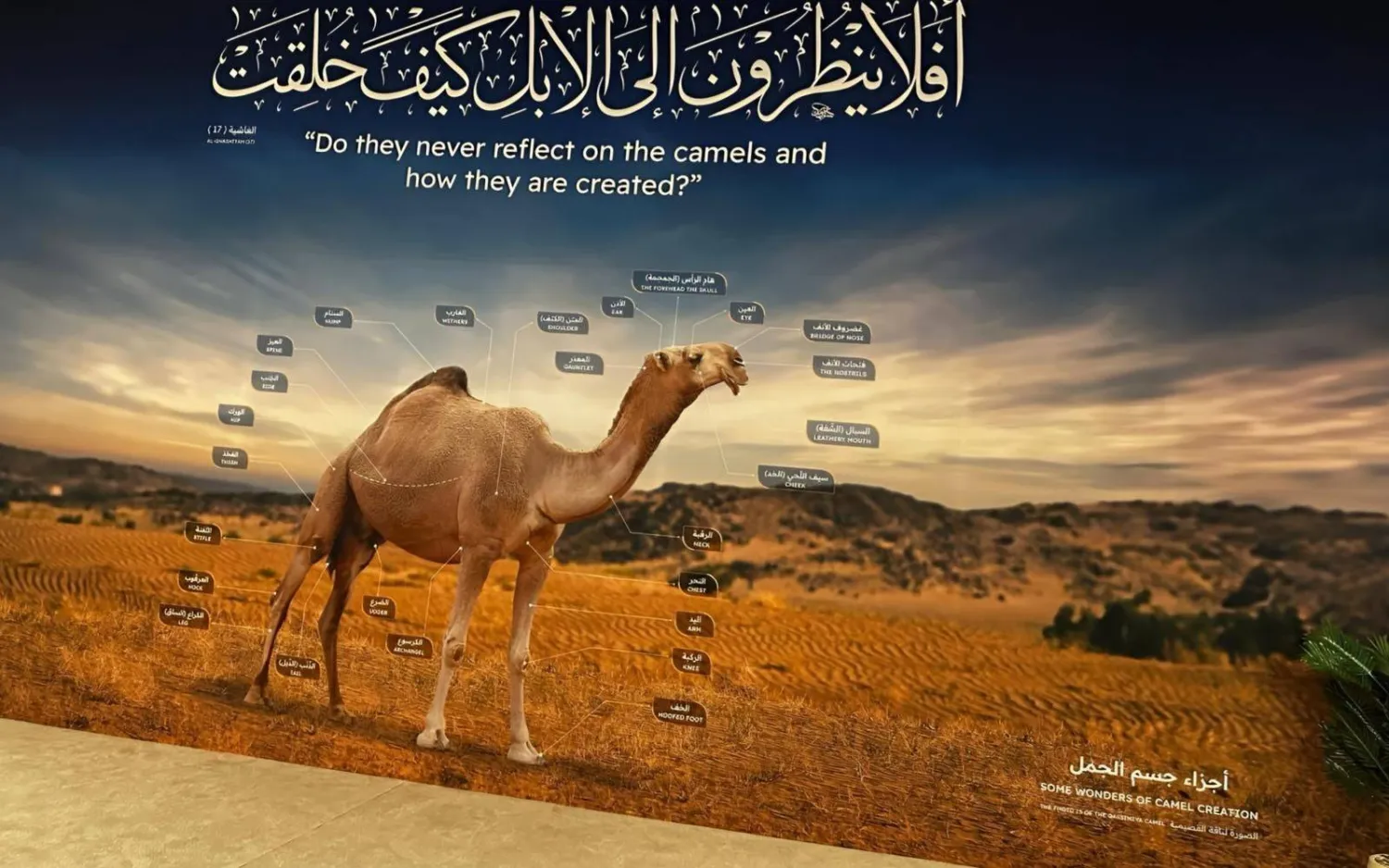 صورة تفصيلية لأجزاء جسم الجمل