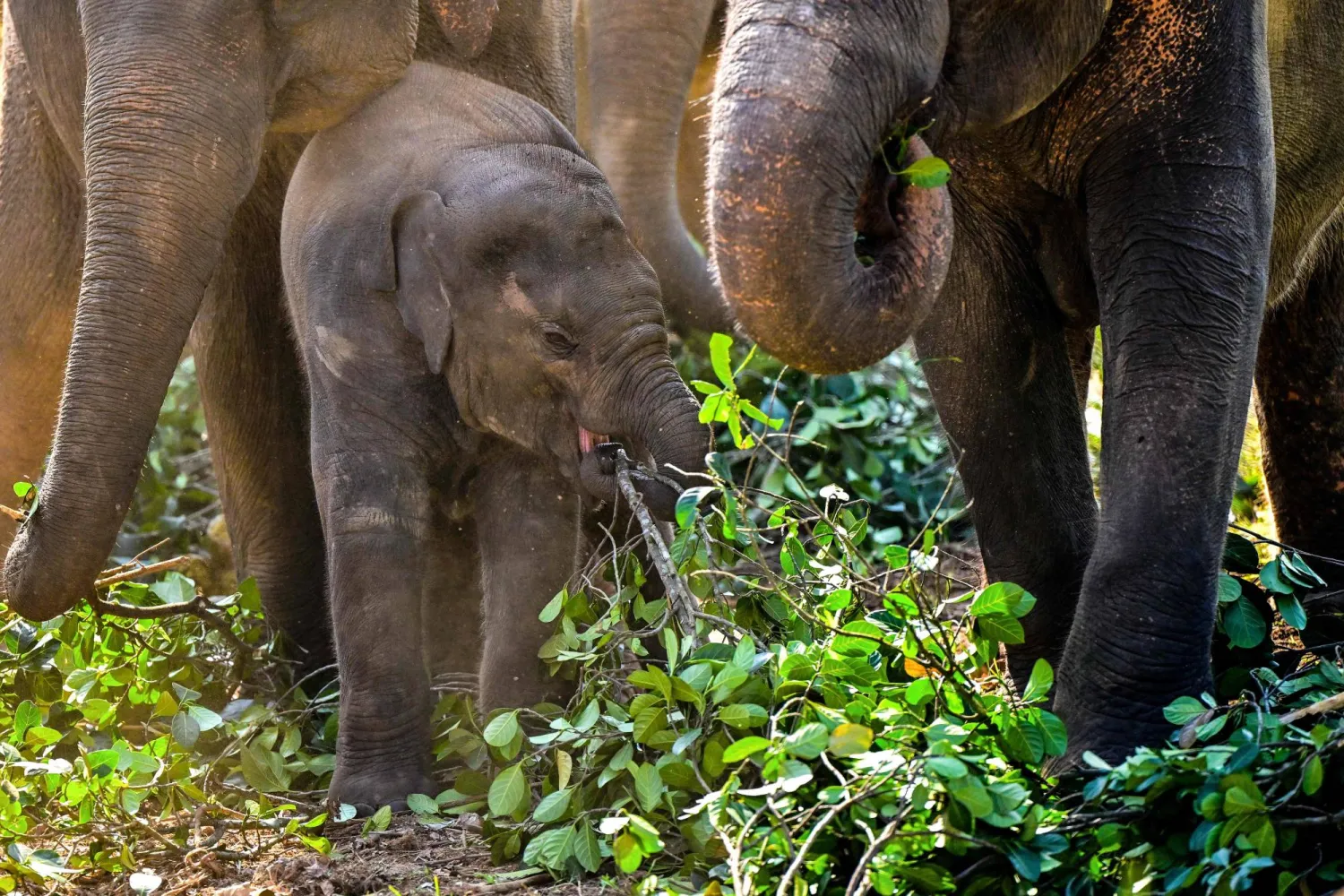 (FILES) Elephants eat jackfruit leaves at the Pinnawala Elephant Orphanage in Pinnawala on February 16, 2025. (Photo by Ishara S. KODIKARA / AFP)