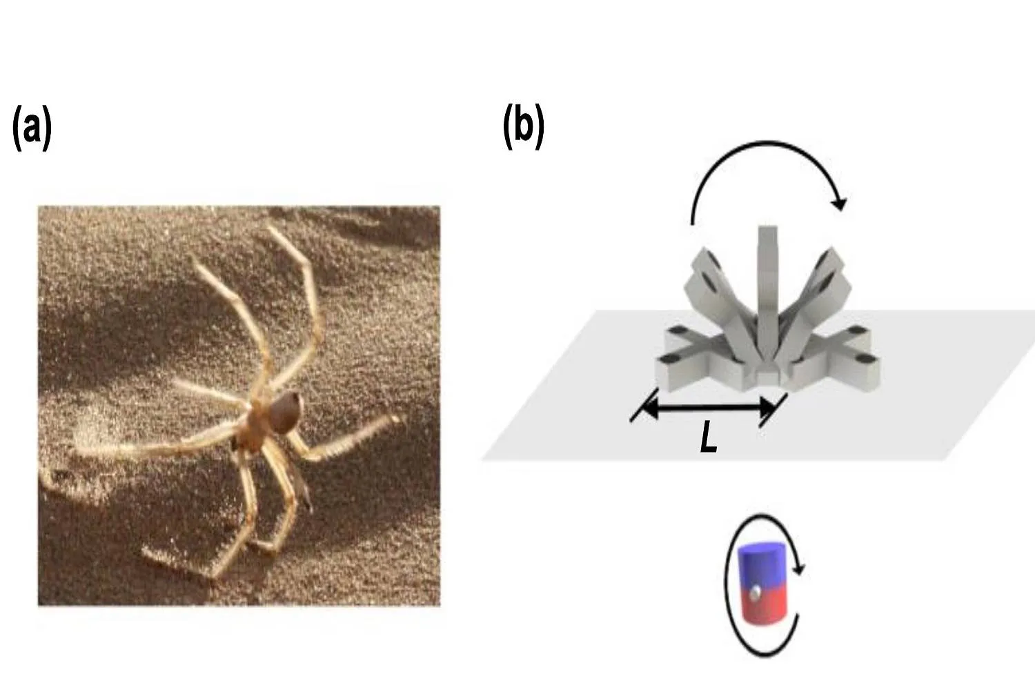تصميم الروبوت مُستوحى من حركة «العنكبوت الذهبي المتدحرج» (جامعة ماكاو)
