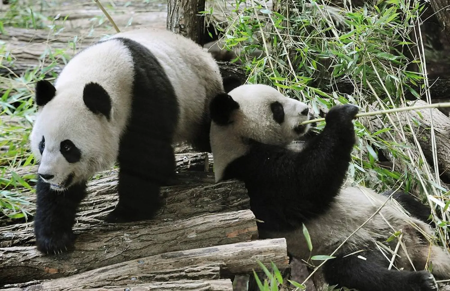 Huan Huan ("happy") and Yuan Zi ("chubby"), two Chinese pandas are seen in their enclosure at Beauval zoo in Saint-Aignan central-western France, on January 17, 2012. (AFP) 