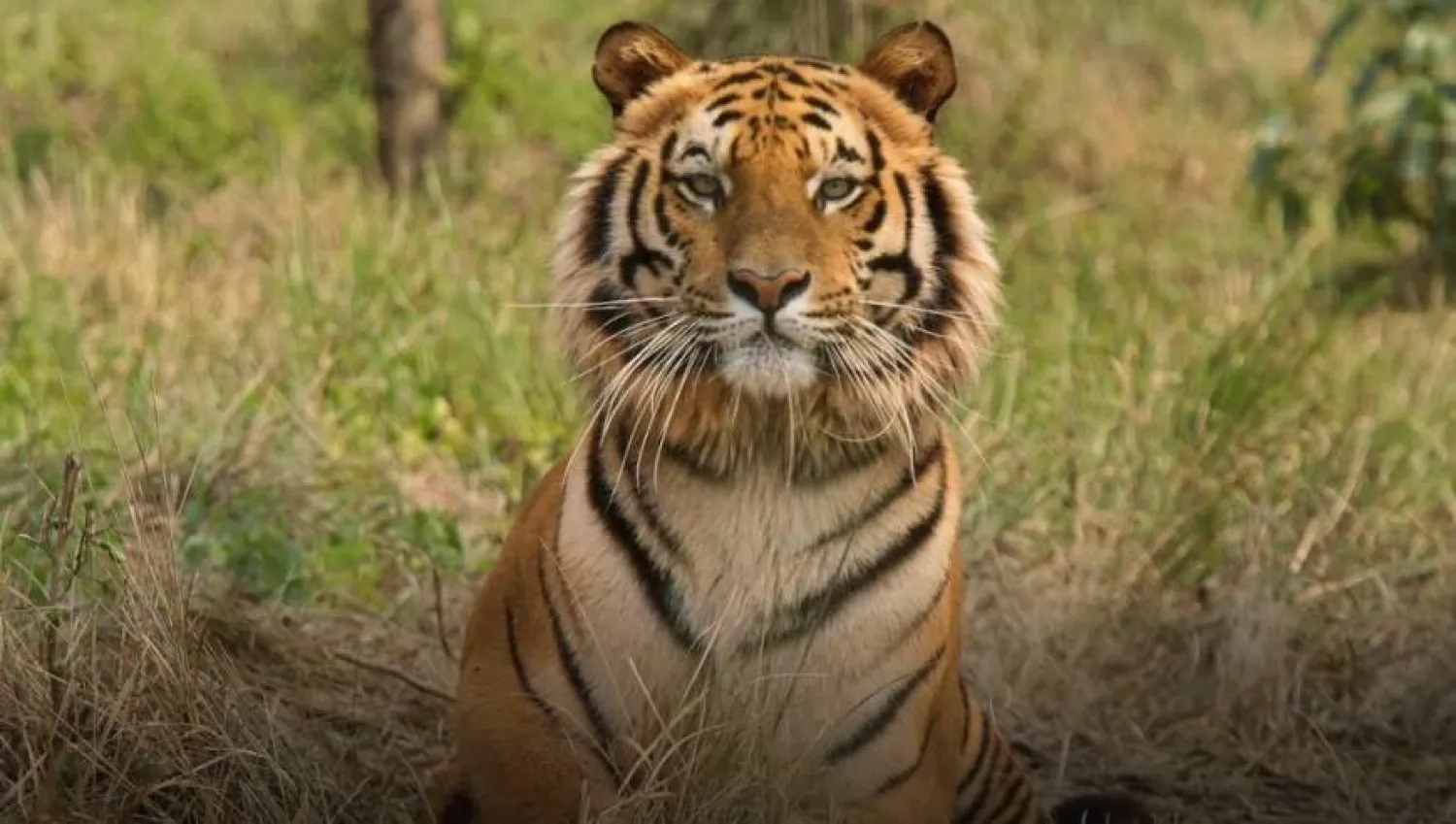 A tiger is seen in India. Reuters file photo