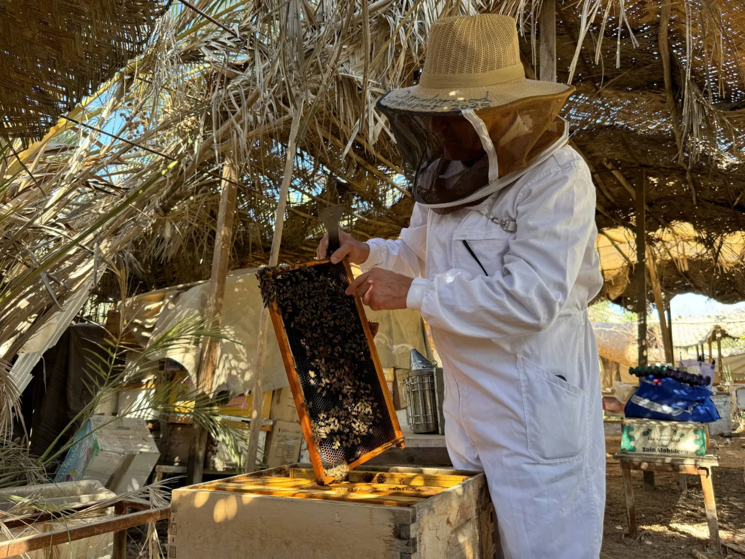 يعاني النحل من ارتفاع درجات الحرارة (رويترز)