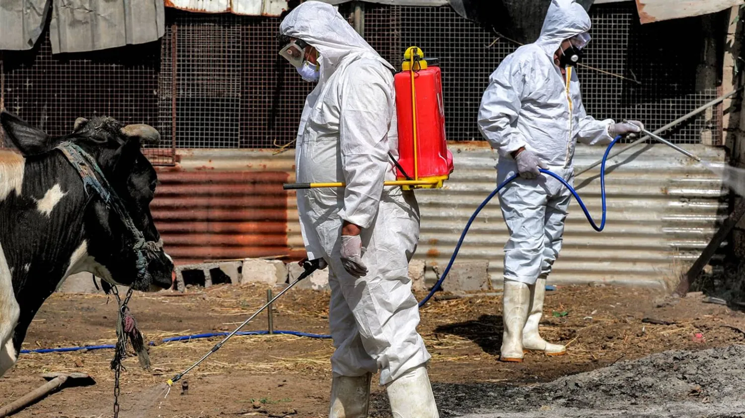 فريق طبي من قسم الطب البيطري بوزارة الصحة العراقية يُجري حملة تعقيم (أ.ف.ب)