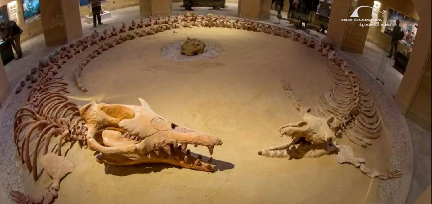 محمية «وادي حيتان» تضمّ نحو ألف هيكل عظمي لحيتان قديمة (مكتبة الإسكندرية)