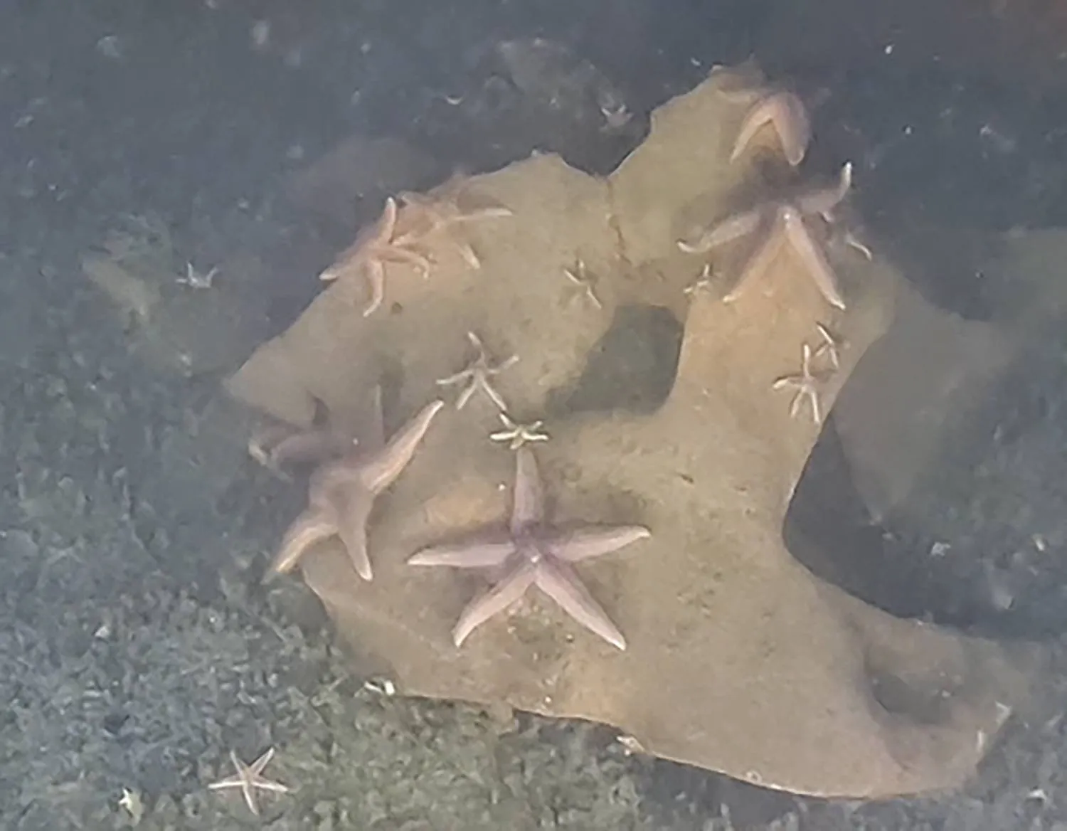 This handout photograph provided by DeepSea Monitoring Group and taken on October 2024 with an unmanned submersible shows starfish (Asterias rubens) on top of a chunk of TNT, part of an unexploded Nazi-era cruise missile, at the bottom Luebeck Bay in the German waters of the Baltic Sea. (Photo by Andrey VEDENIN / DeepSea Monitoring Group / AFP)
