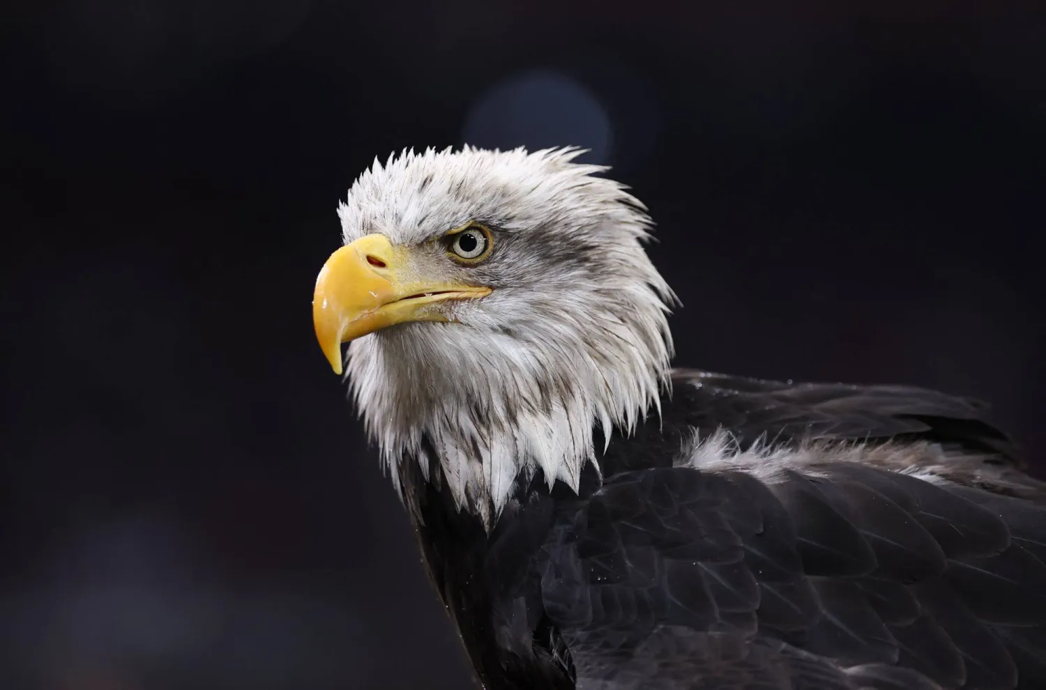 النسر ميفي في ملعب نيس (رويترز)