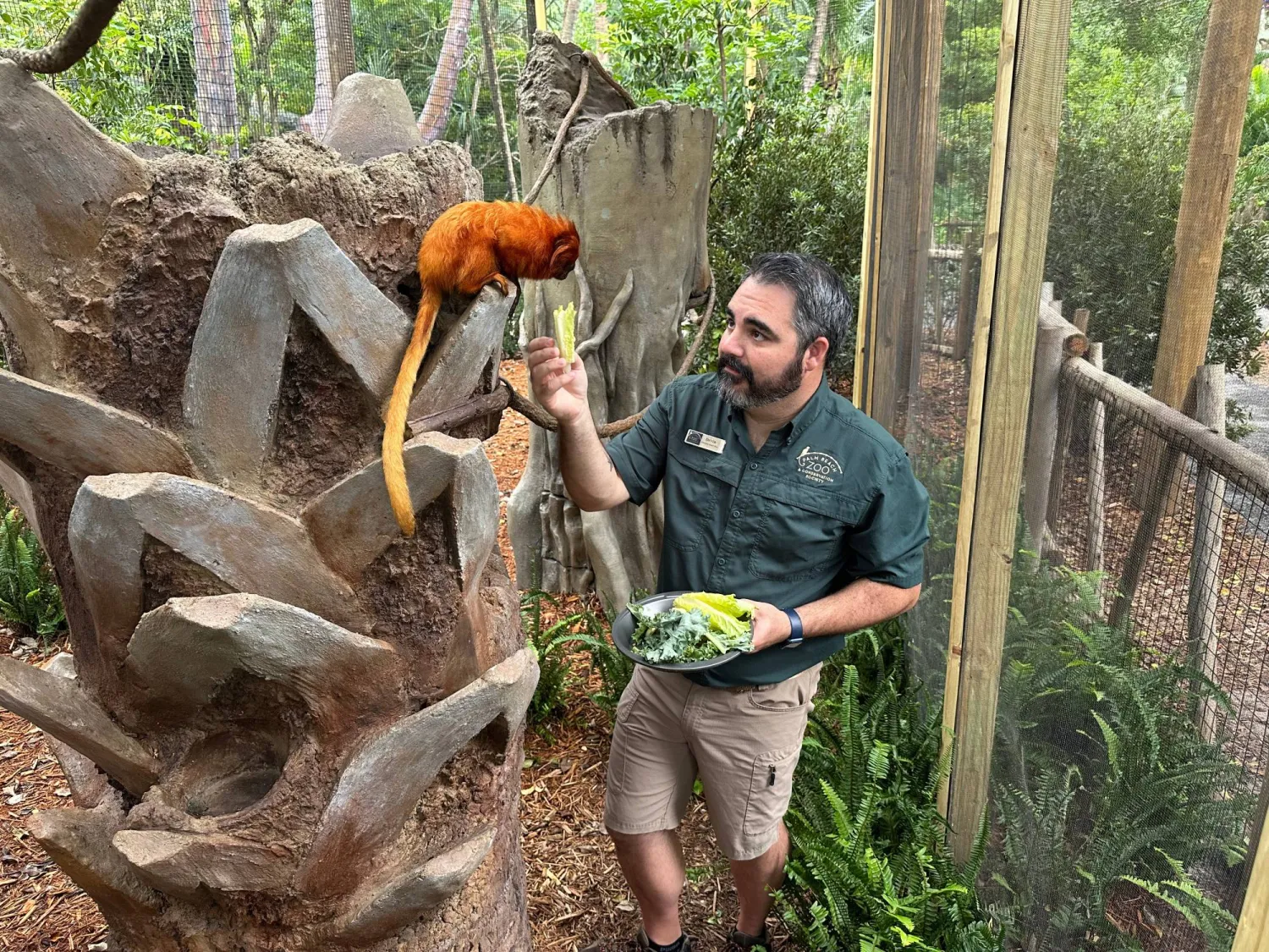 A golden lion tamarin is fed by Devin Clarke inside its new habitat at the Palm Beach Zoo Conservation Society on Thursday, Sept. 18, 2025 in West Palm Beach, Fla. (AP Photo/Cody Jackson)