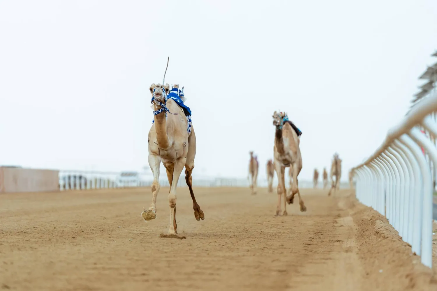 كأس الاتحاد السعودي للهجن في نسختها الخامسة سيقام في حائل (الاتحاد السعودي للهجن)