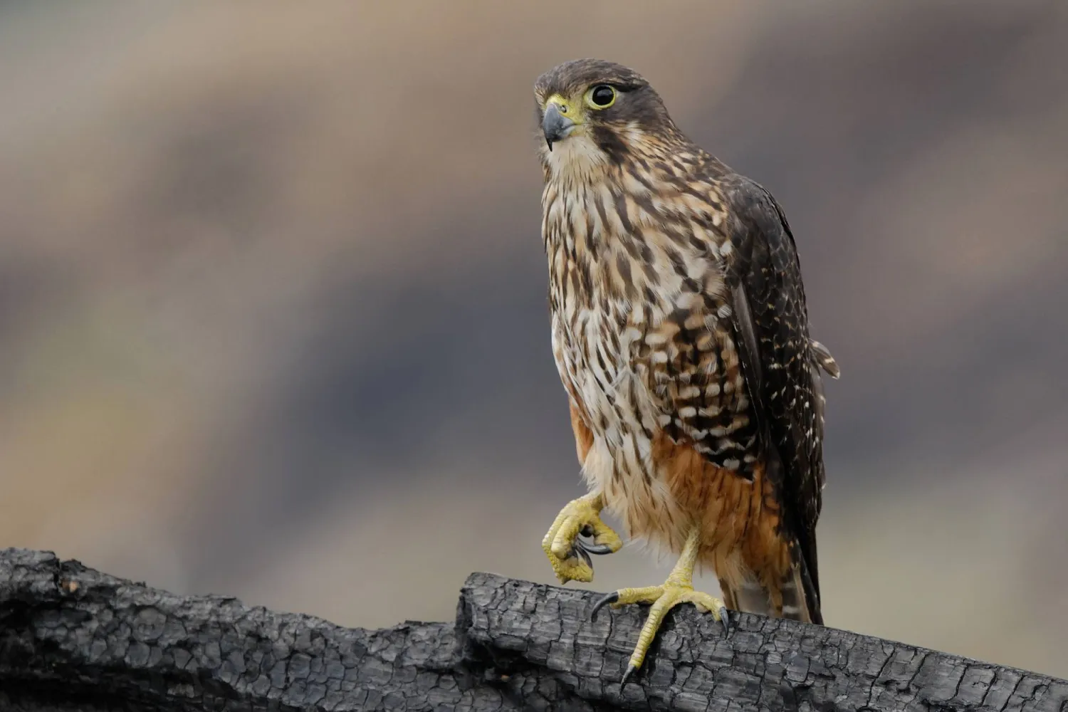 A kārearea or New Zealand falcon is pictured in Fiordland National Park in New Zealand, on Jan. 4, 2011. (Craig McKenzie via AP)