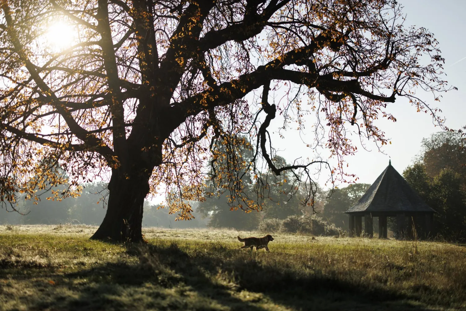 People walk their dogs in Hyde Park during a sunny and foggy autumn morning in London, Britain, 29 September 2025. (EPA)
