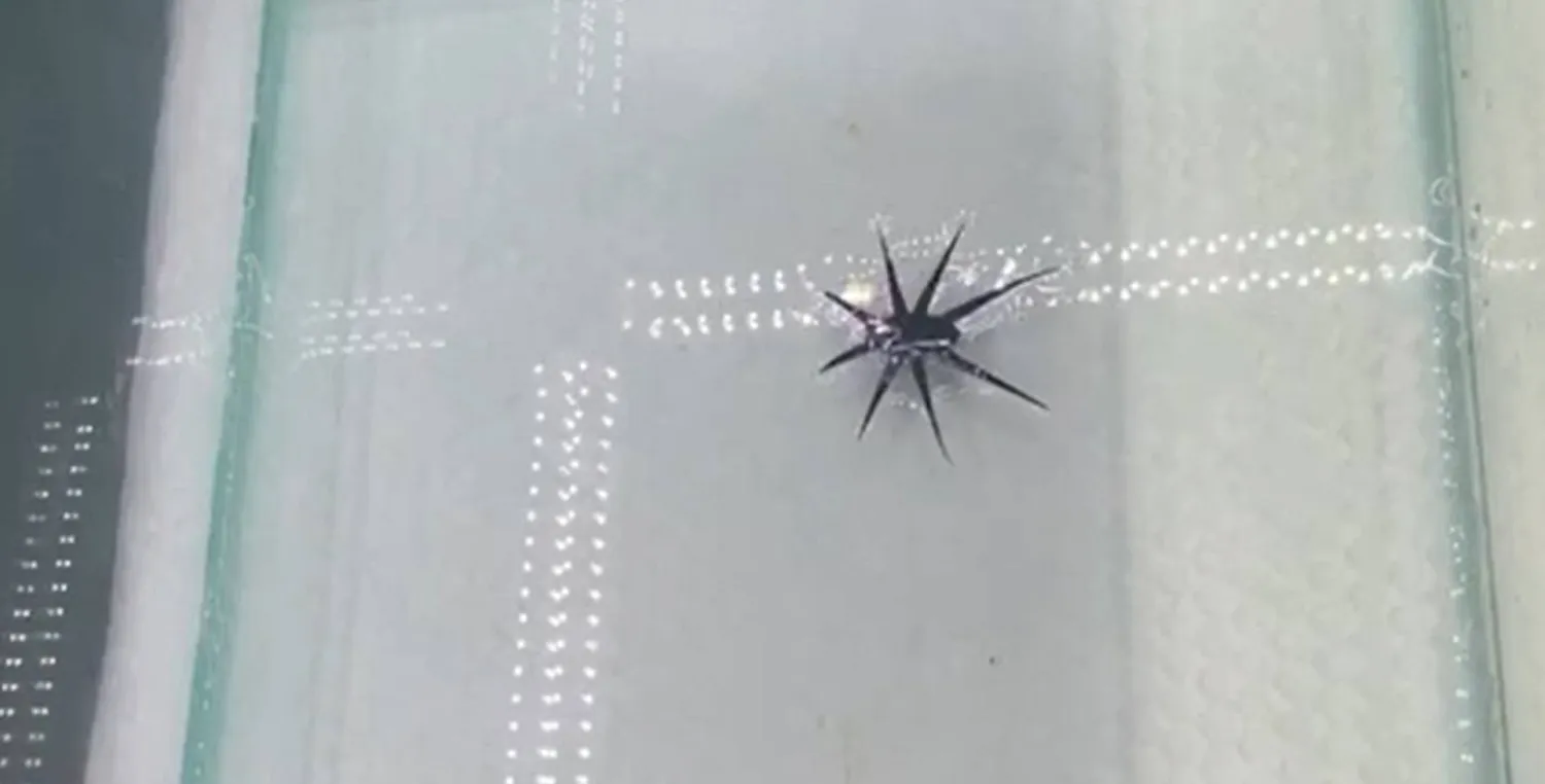 الروبوتات الجديدة قادرة على السير فوق سطح الماء باستخدام مصدر حرارة يعمل بالأشعة تحت الحمراء (جامعة فيرجينيا)