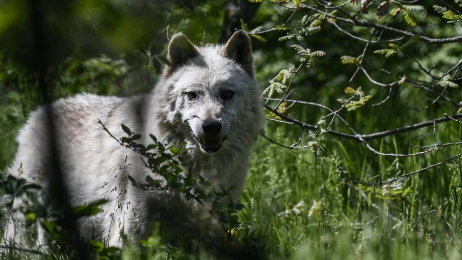 A wolf at the Arcturos sanctuary in Nymfaio, Greece, in 2018.  Aris MESSINIS / AFP
