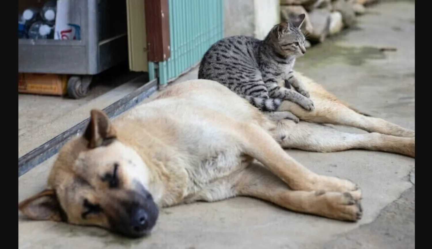 كلب وقطة يجلسان جنباً إلى جنب (رويترز)