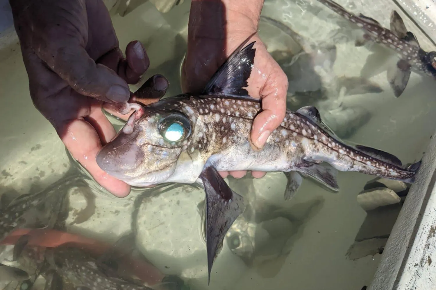 Hydrolagus colliei türündeki balıklar, kafalarındaki dişler sayesinde çiftleşiyor (Gareth Fraser/Florida Üniversitesi)