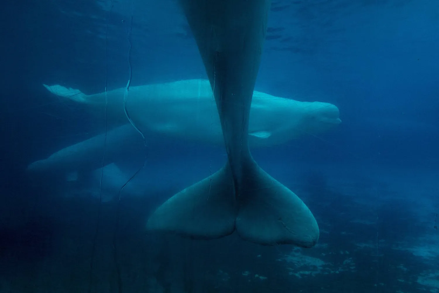 Beluga whales swim in a tank at Marineland amusement park in Niagara Falls, Ontario, Canada, June 9, 2023. (Chris Young/The Canadian Press via AP)