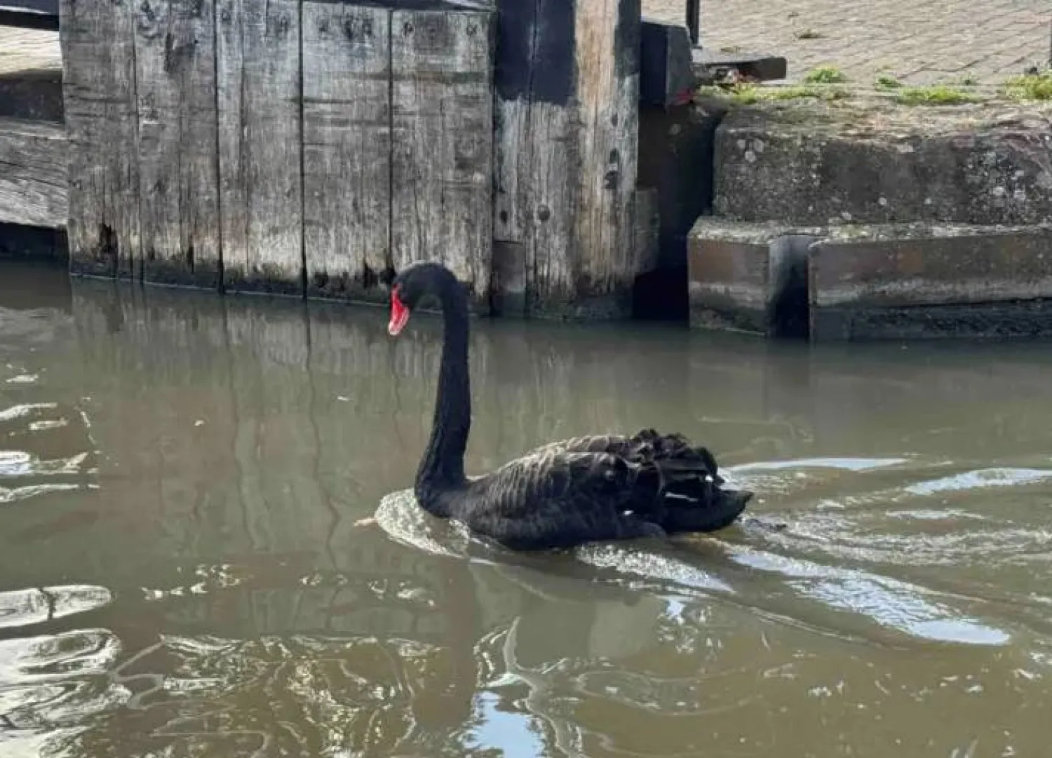 بجعة سوداء تثير الجدل في مدينة شكسبير (إكس)