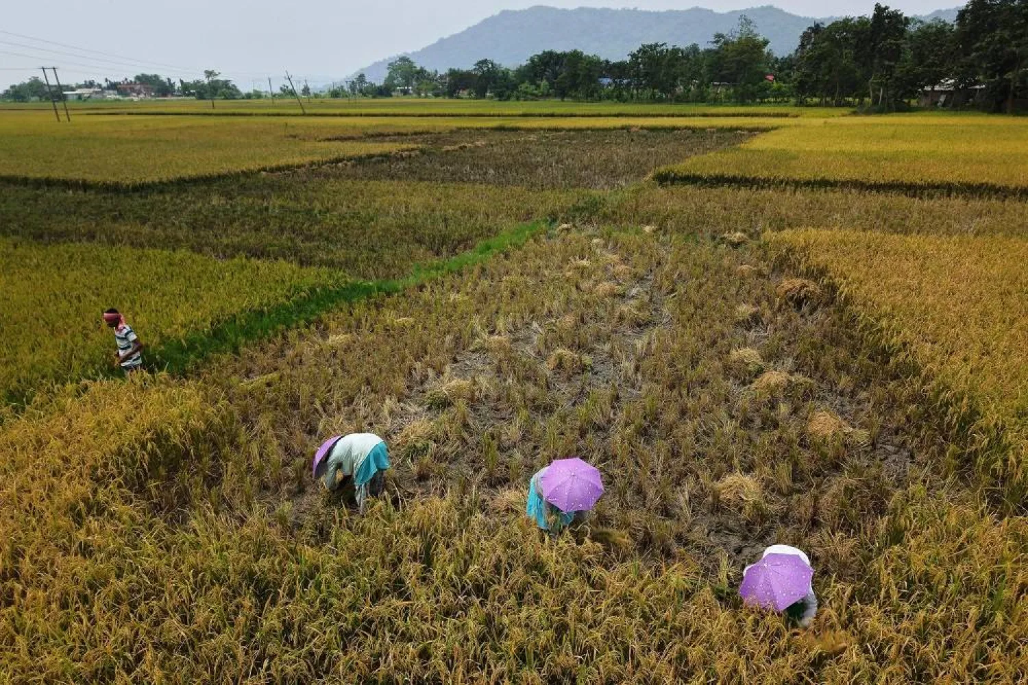  Farmers harvest rice crop in a paddy field on the outskirts of Guwahati, India, May 24, 2025. (AP)