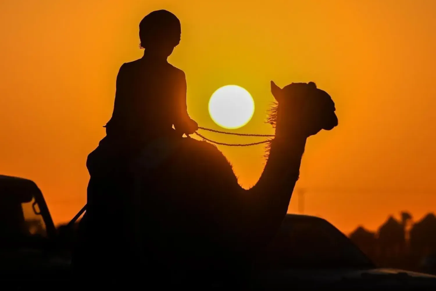 The event features displays of rare and distinctive camel breeds and attracts a large, distinguished turnout of camel owners and heritage enthusiasts. - SPA