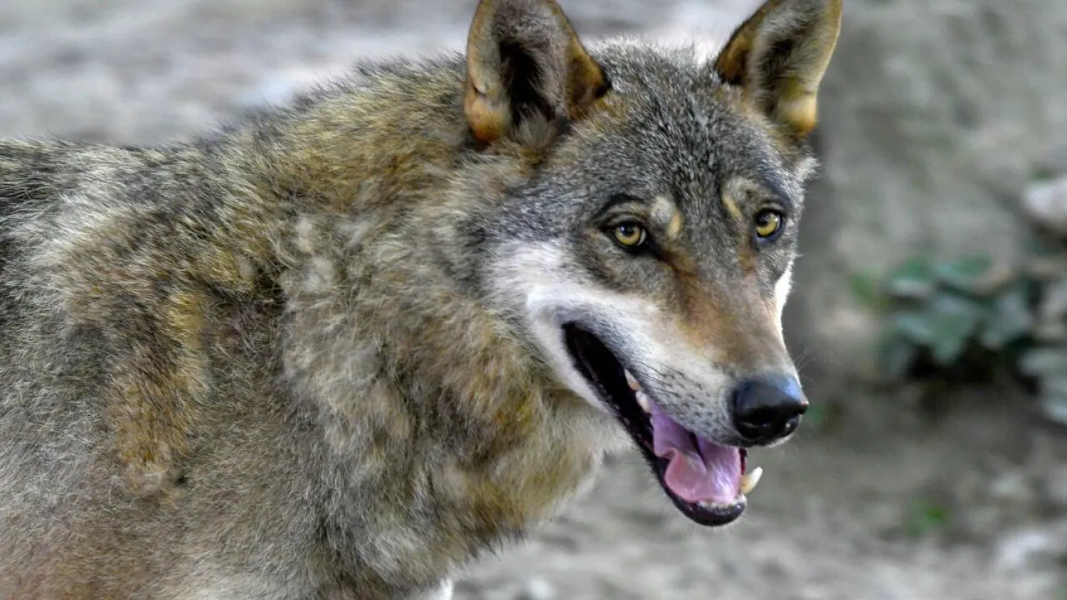 Wolf-dog hybrids are rarer than first thought. Even the theory about how dogs originated from a relative of the grey wolf (pictured here) has shifted over time. DENIS LOVROVIC / AFP/File
