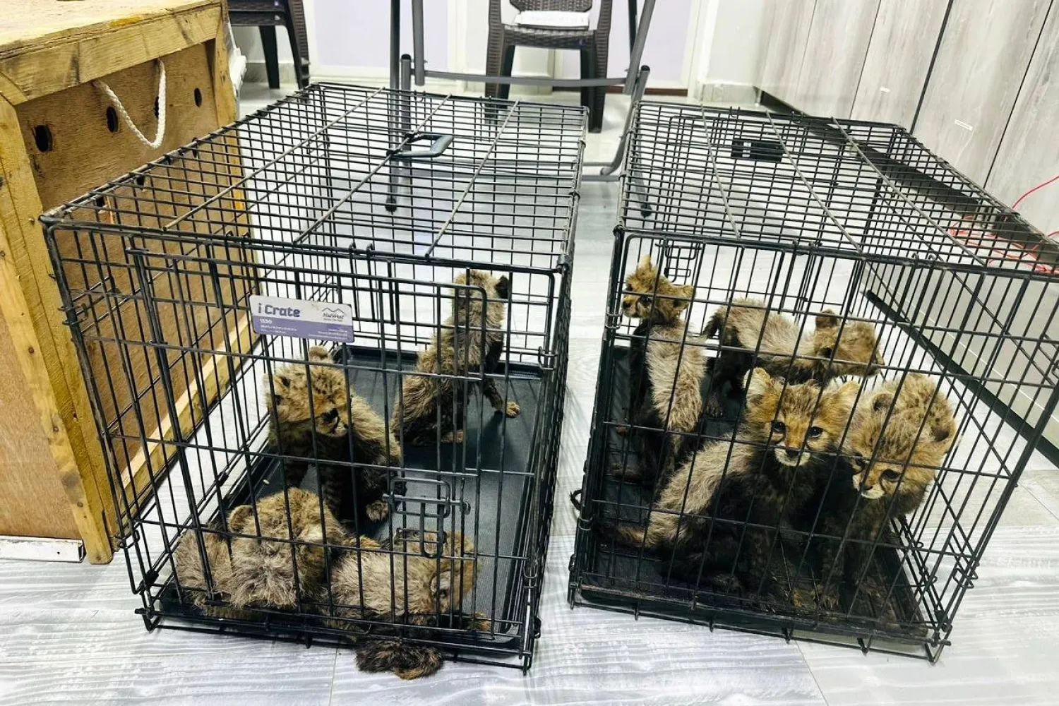In this photo released by the Ministry of Environment and Climate Change (MoECC), rescued cheetah cubs are seen in cages in Berbera, Somaliland, a semi-autonomous region of Somalia, on Sep. 28, 2025. (MoECC via AP)