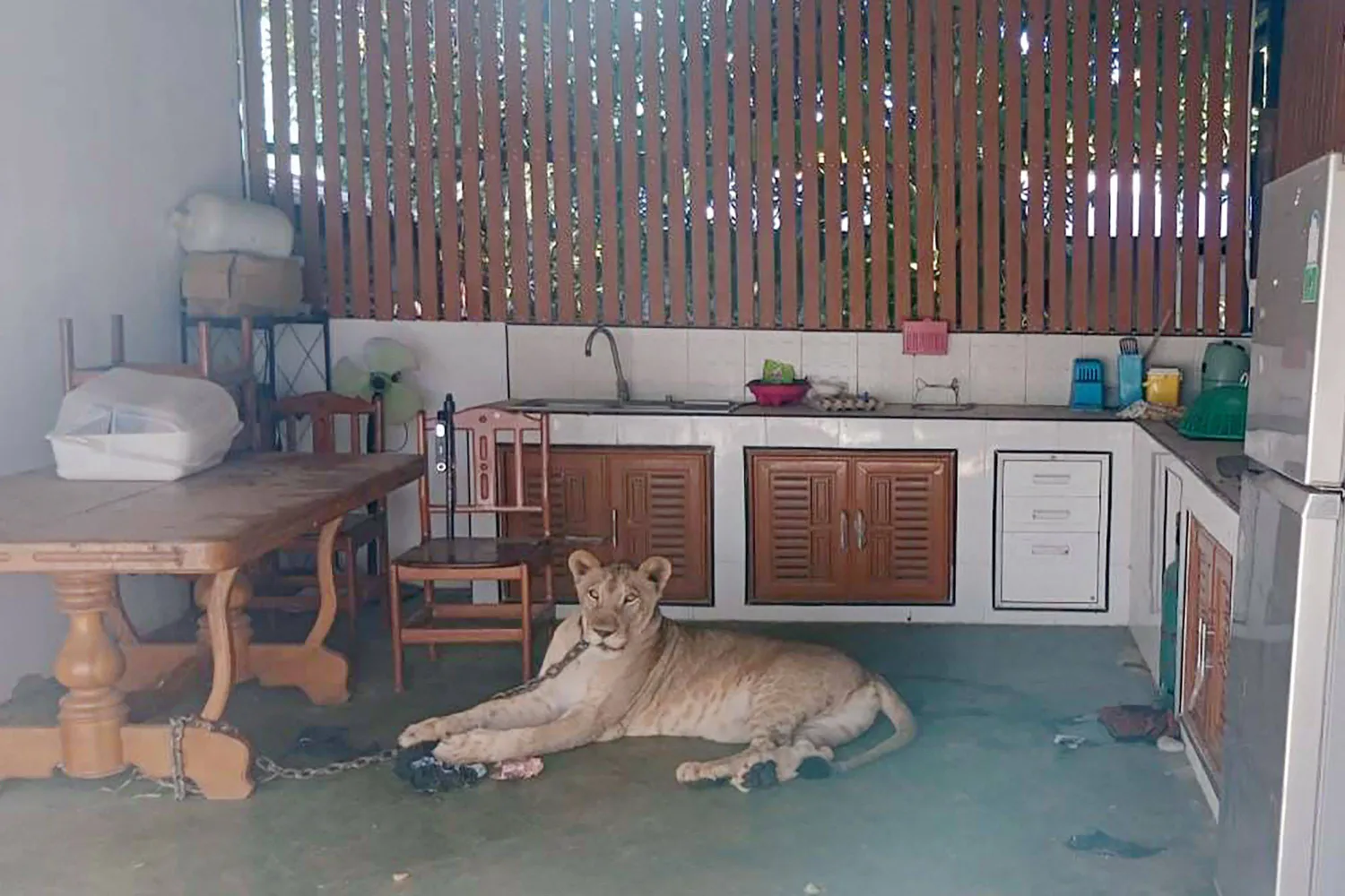 This handout photo taken and released on October 5, 2025 by Thailand's Department of National Parks, Wildlife and Plant Conservation (DNP) shows a female pet lion, which was involved in an attack on a child, chained to a kitchen table before being confiscated by authorities, in western Kanchanaburi province. (Photo by Handout / Thailand's Department of National Parks, Wildlife and Plant Conservation (DNP) / AFP) 