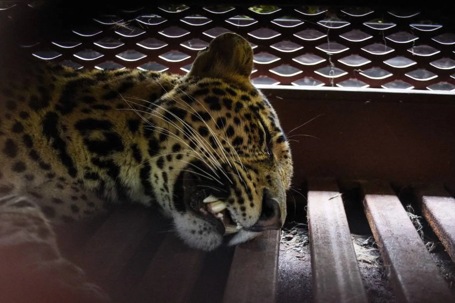 A tranquilized Javan leopard lies inside a cage at a hotel in Bandung, West Java, on October 6, 2025, after wandering into the hotel premises. (AFP) 
