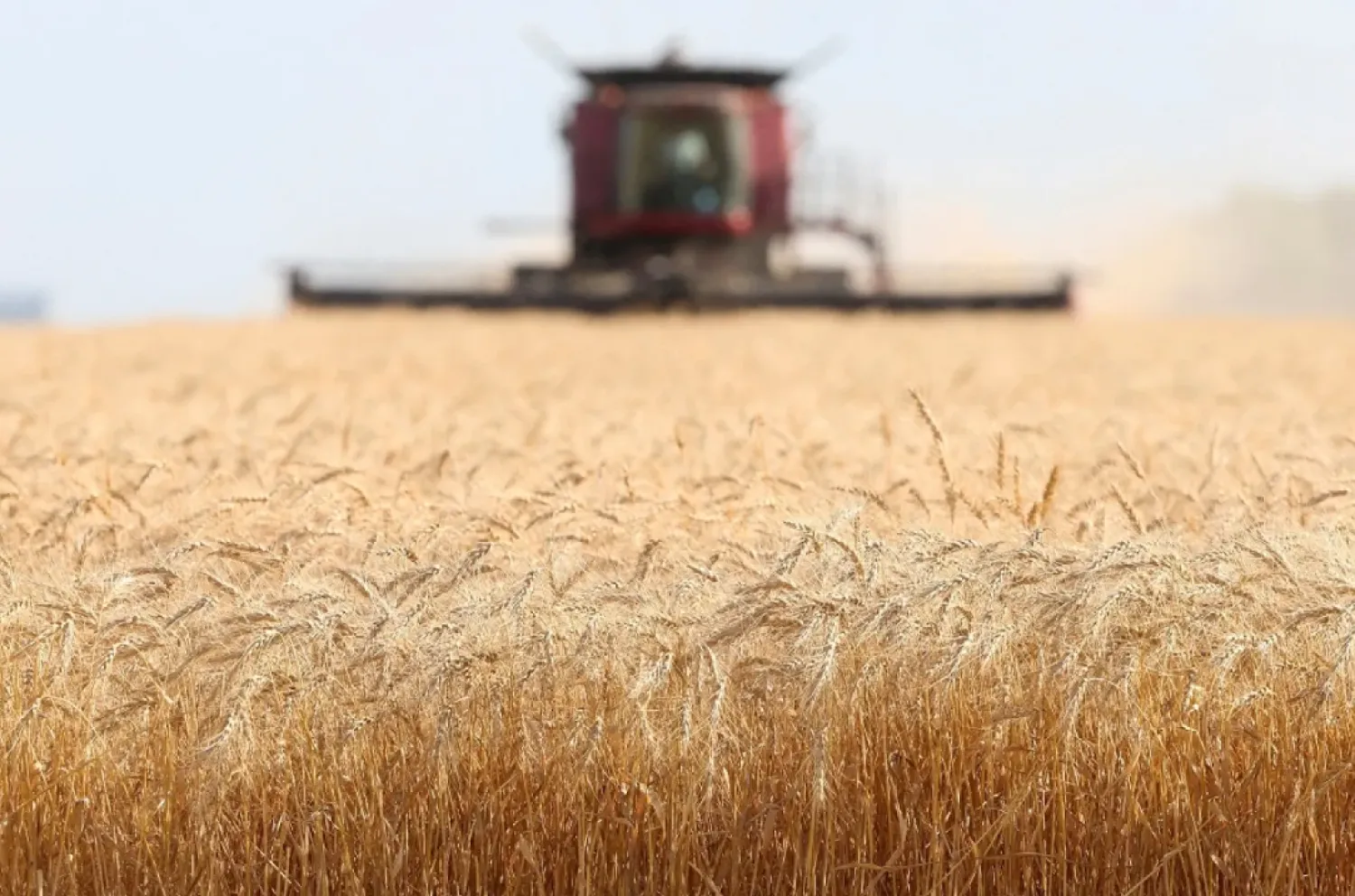 Spring wheat is harvested on a farm near Beausejour, Manitoba, Canada, Aug. 20, 2020. (Reuters)
