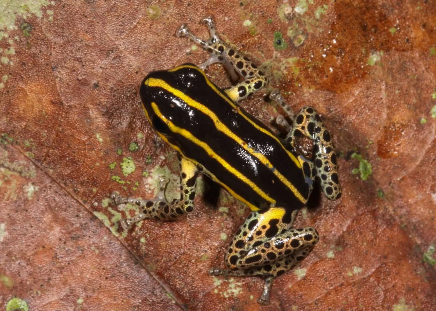 الطب الصيني التقليدي يتضمن استخدام أجزاء من الحيوانات بما في ذلك الضفادع لعلاج حالات طبية مختلفة (أ.ف.ب)