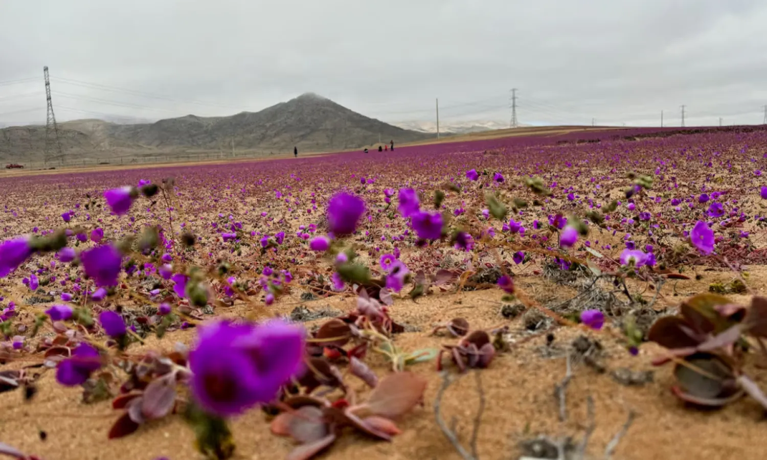 A view shows the area of an unusual winter bloom on Atacama desert prior to the spring phenomenon known as 'Desierto Florido' (Bloomed desert), which fills the driest desert in the world with flowers and plants, near Copiapo, Atacama region, Chile, July 6, 2024. REUTERS/Rodrigo Gutierrez/File Photo 