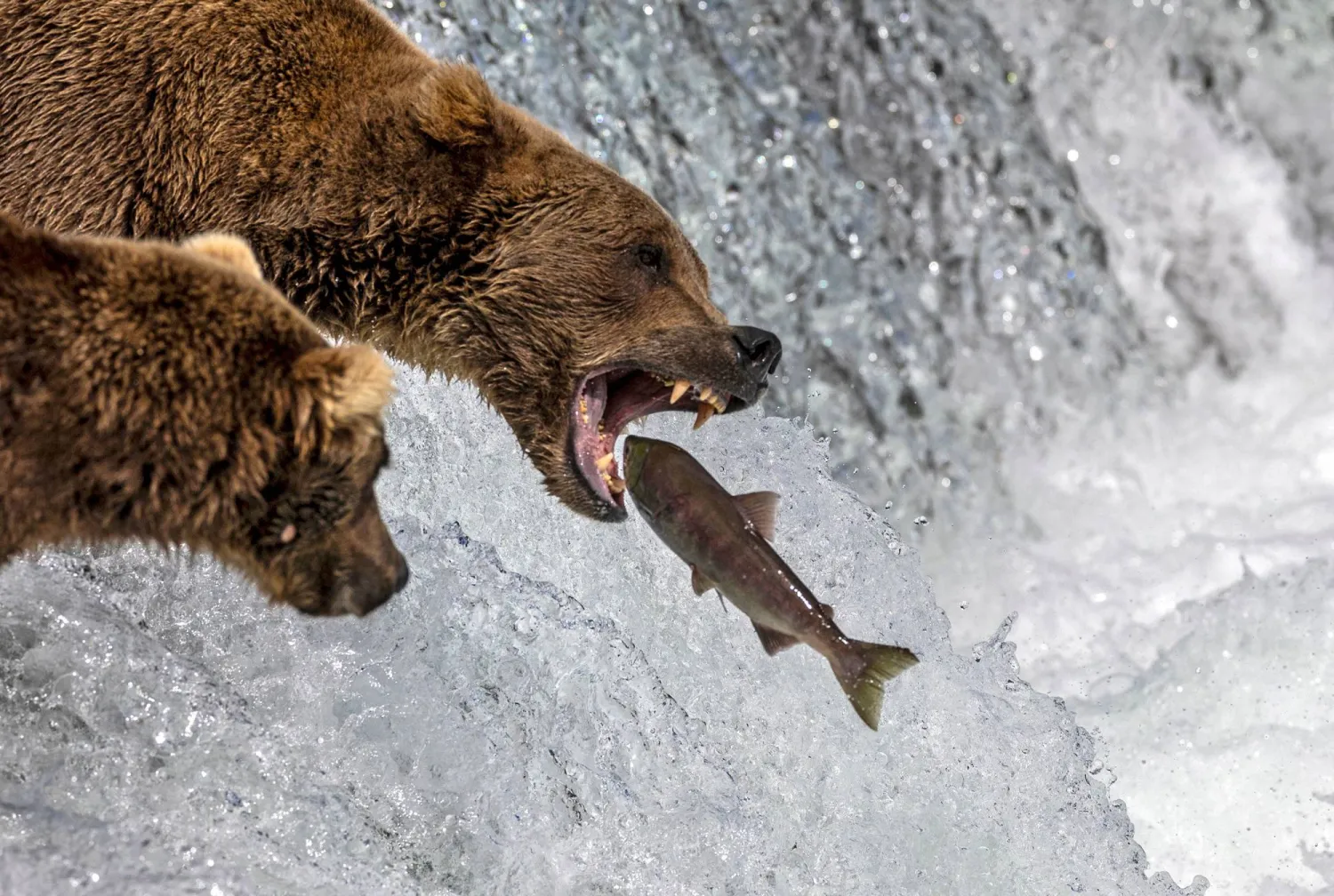 (FILES) A brown bear snags a sockeye salmon in mid-air on August 11, 2023 at Brooks Falls, Alaska within the Katmai National Park and Preserve. (Photo by JOHN MOORE / GETTY IMAGES NORTH AMERICA / AFP)