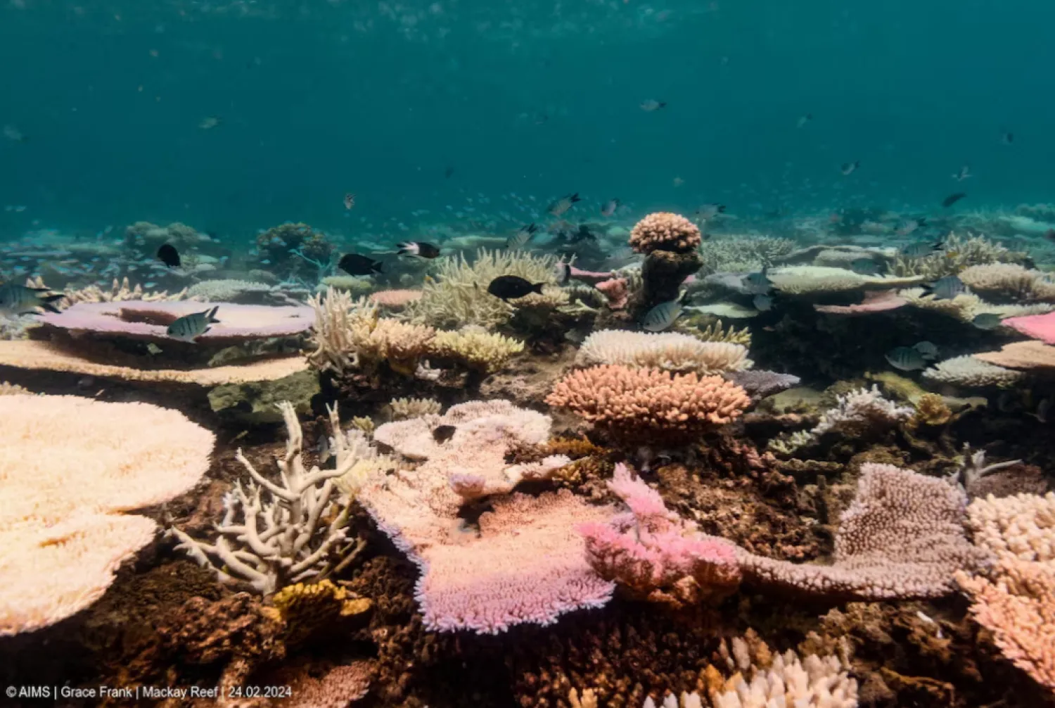 Coral reefs bleach in the Great Barrier Reef as scientists conduct in-water monitoring during marine heat in Mackay Reef, February 24, 2024 in this handout picture obtained by Reuters on April 12, 2024. Australian Institute of Marine Science/Grace Frank/ Handout via REUTERS 