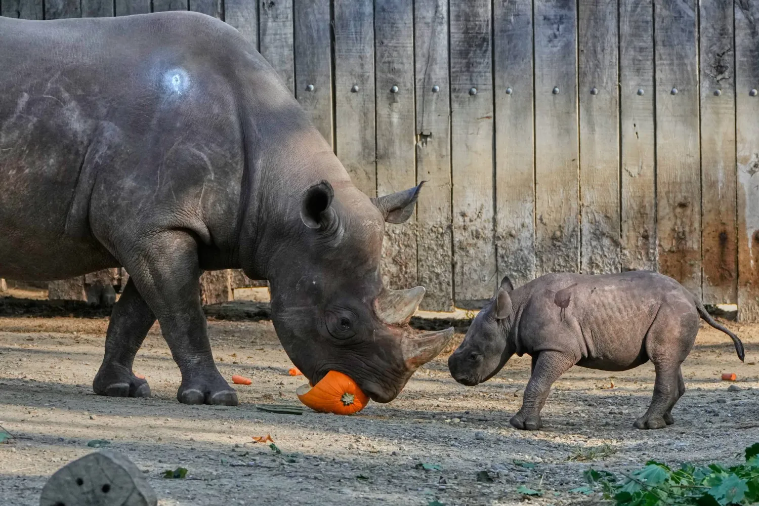 A male Eastern Black Rhino calf born Sept. 13, 2025, right, is pictured with his mother, 22-year-old Kibibbi, left, Friday, Oct. 10, 2025 as he makes his public debut at the Cleveland Metroparks Zoo in Cleveland, Ohio. (AP Photo/Sue Ogrocki)