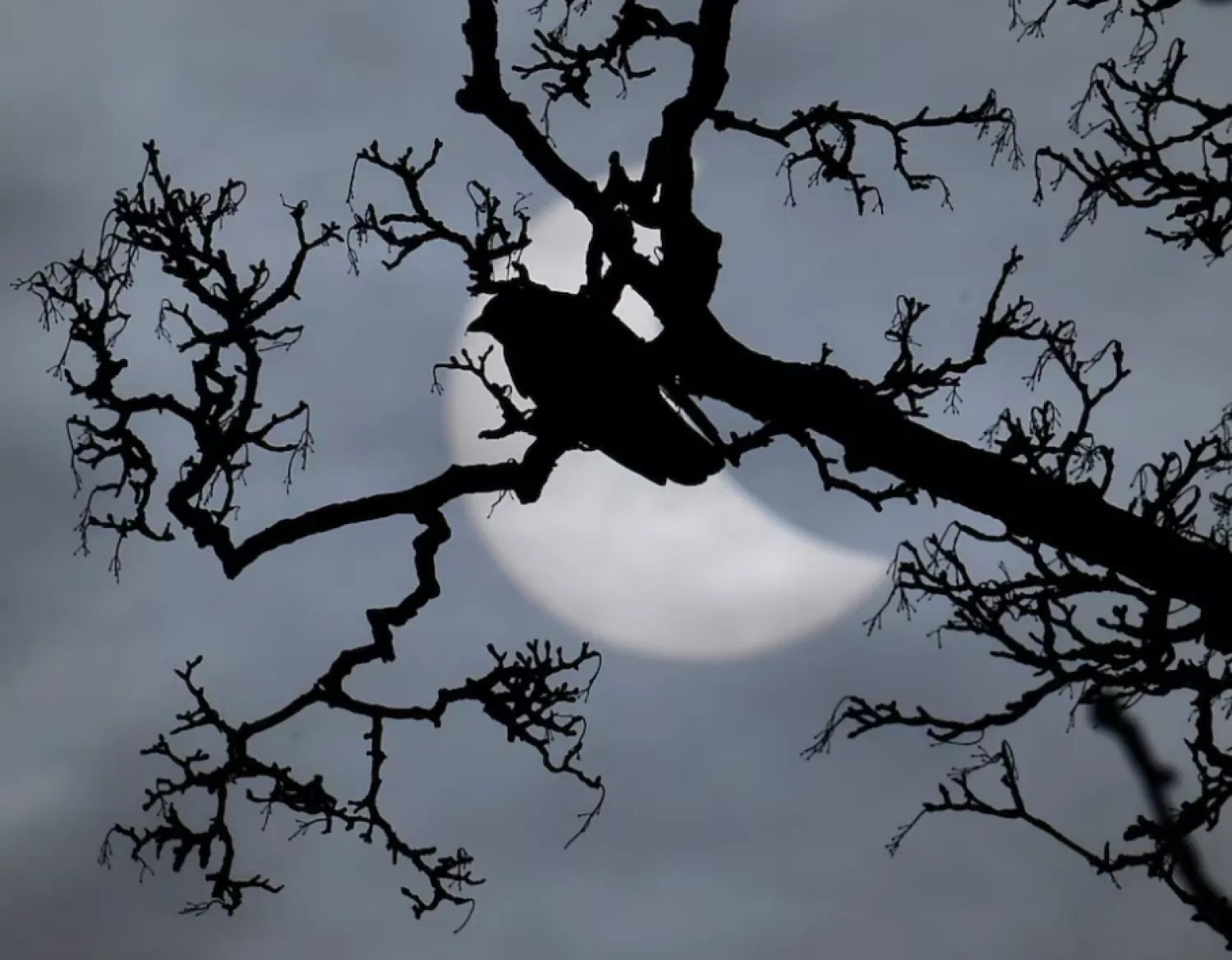 A bird sits on a branch in front of a partial solar eclipse near Bridgwater, in southwestern England, March 20, 2015. REUTERS/Toby Melville/File Photo 