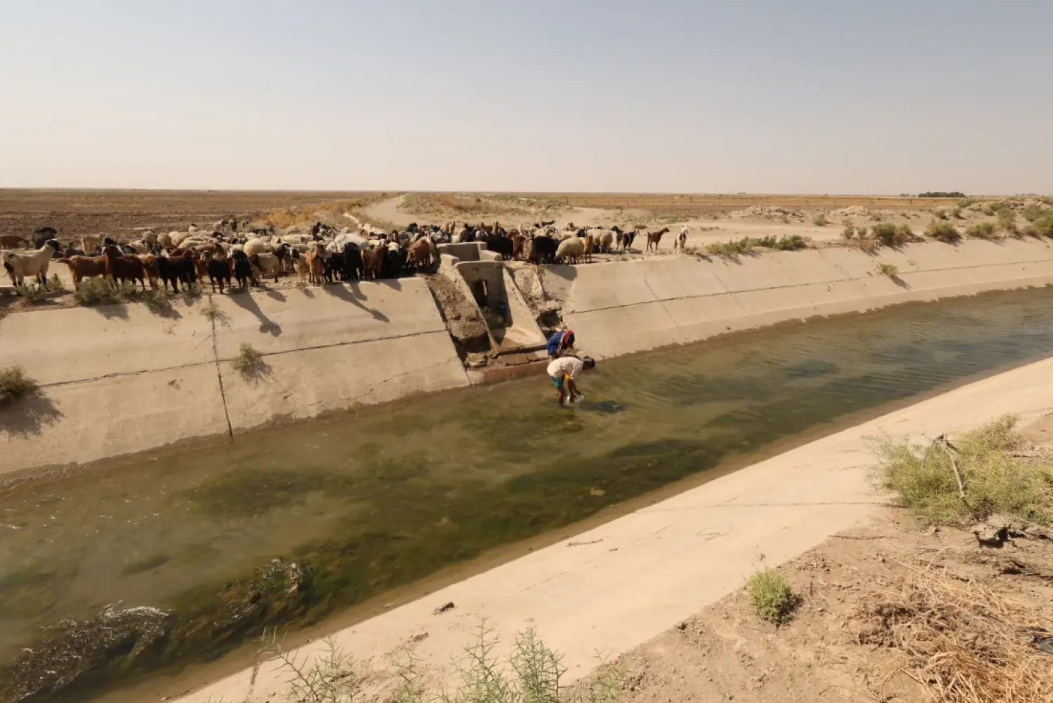 People collect water for their animals from the al-Thirma river in Diwaniya, Iraq, October 11 2022. REUTERS/Alaa Al-Marjani
