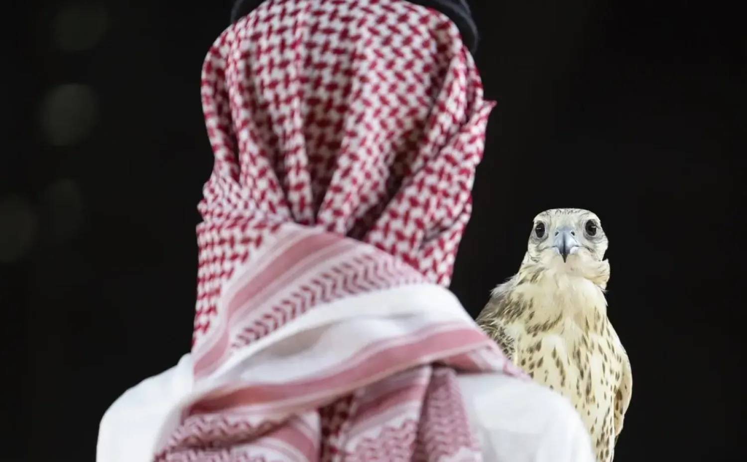 Three falcons were sold for SAR428,000 at the International Saudi Falcons and Hunting Exhibition 2025 - SPA