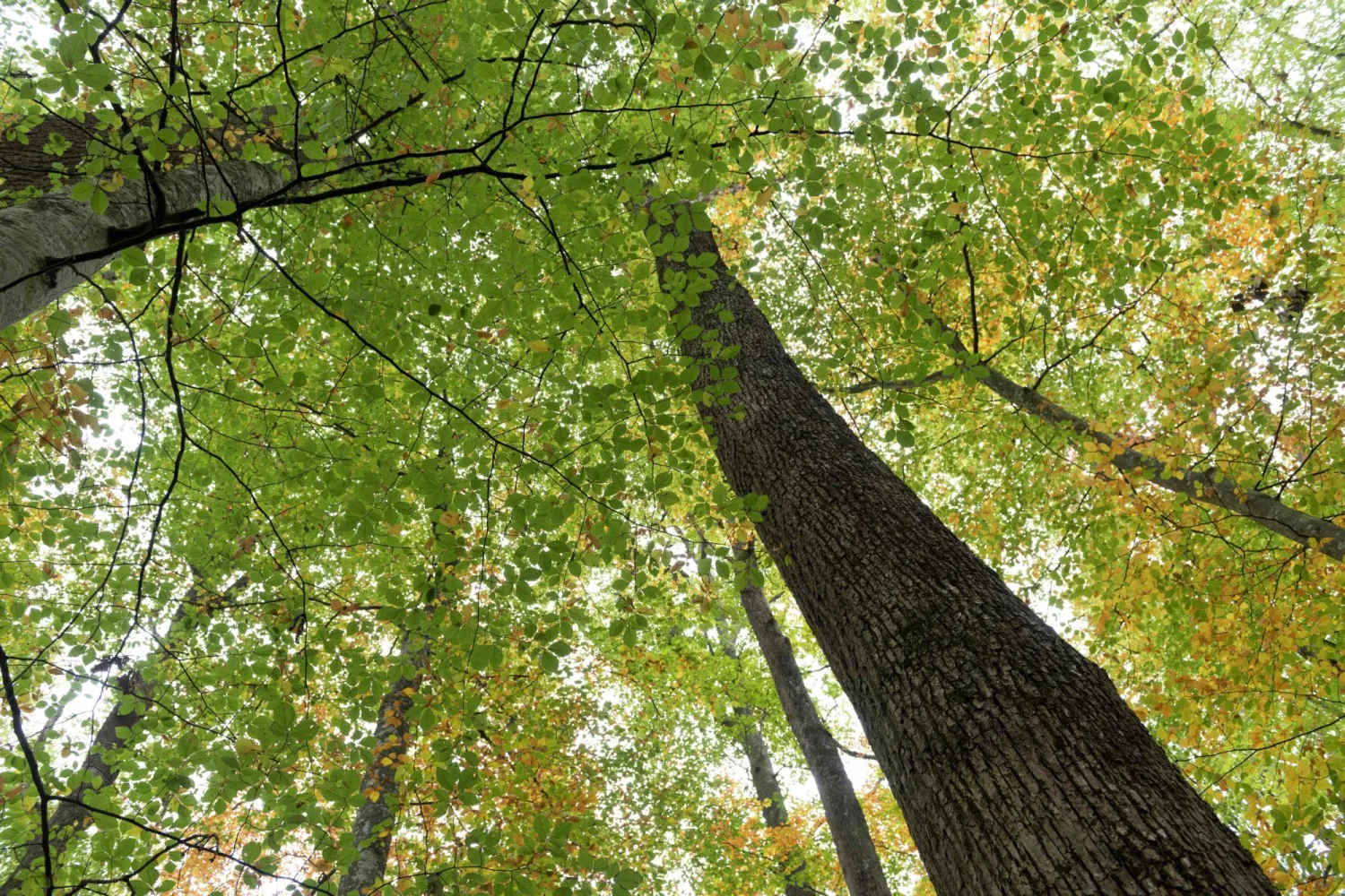 الميكروبات الموجودة داخل لحاء الأشجار أو في الخشب نفسه تزيل غاز الميثان وكذلك ثاني أكسيد الكربون (أ.ف.ب)