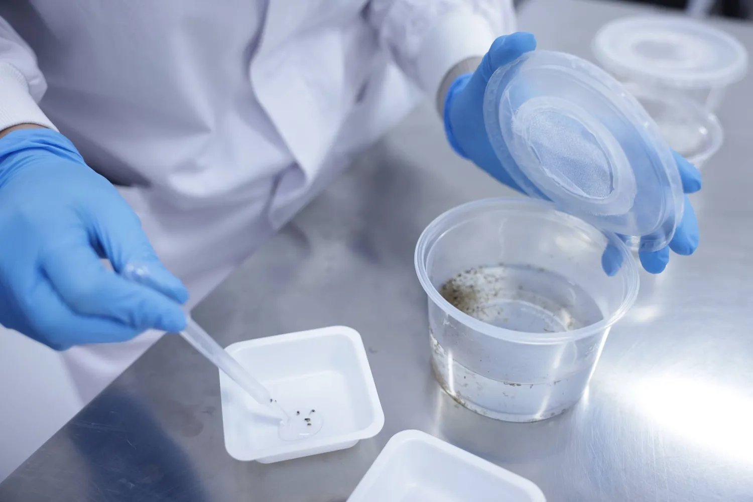 A researcher separates pupae from Aedes aegypti mosquitoes carrying Wolbachia, a dengue-blocking bacteria, at the Oxitec facility during a press tour, in Campinas, Sao Paulo state, Wednesday, Oct. 1, 2025. (AP Photo/Ettore Chiereguini)