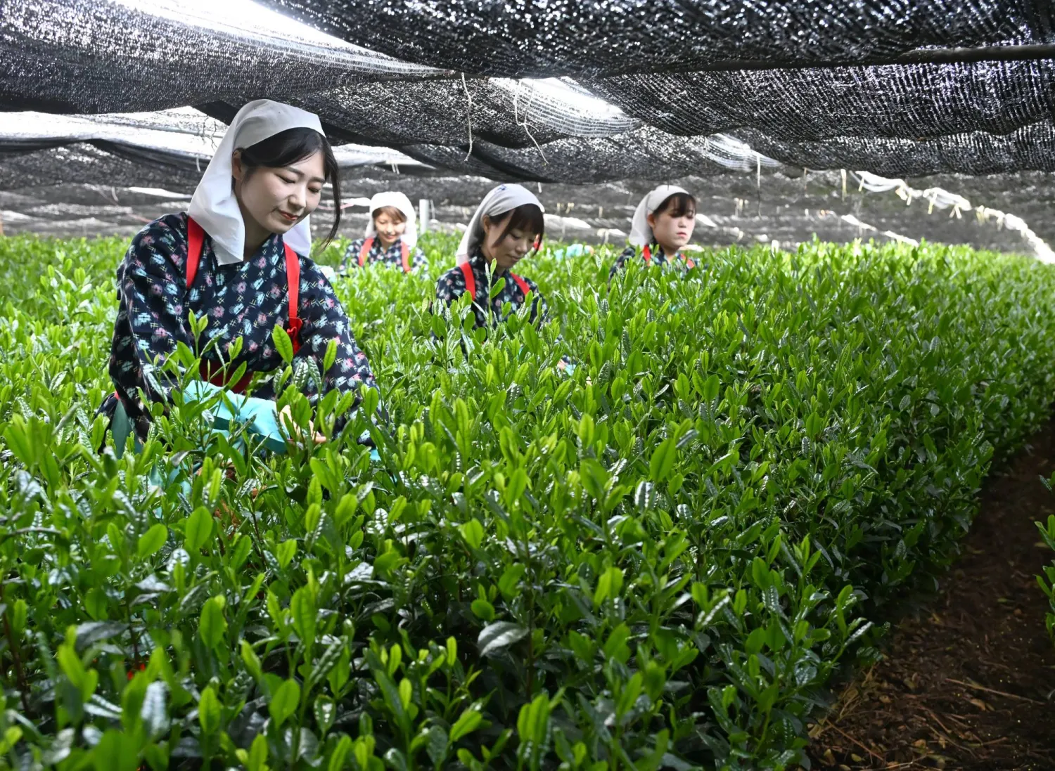 يُحضَّر الماتشا من أوراق نبات الكاميليا سينينسيس وهو النبات نفسه الذي يُنتَج منه الشاي الأسود والأولونغ (رويترز)