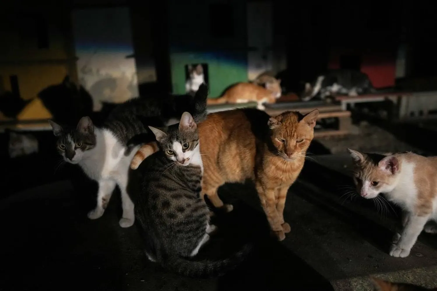 Cats are seen at a park in Lakatamia area, of capital Nicosia, Cyprus, Oct. 4, 2025. (AP)