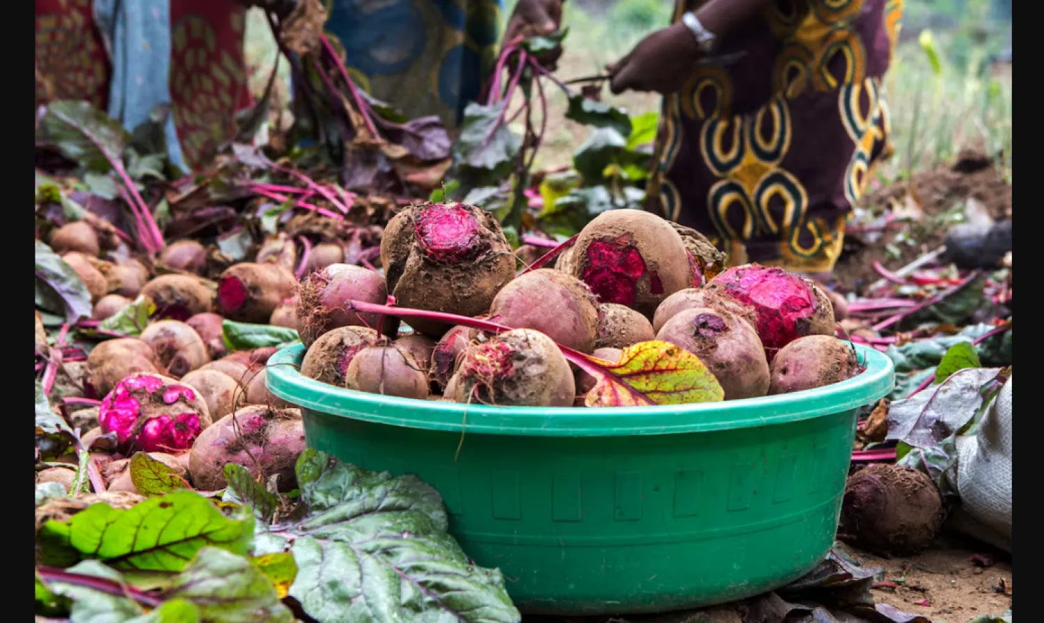 عصير الشمندر يُخفّض ضغط الدم لدى من تبلغ أعمارهم 60 عاماً فأكثر (رويترز)