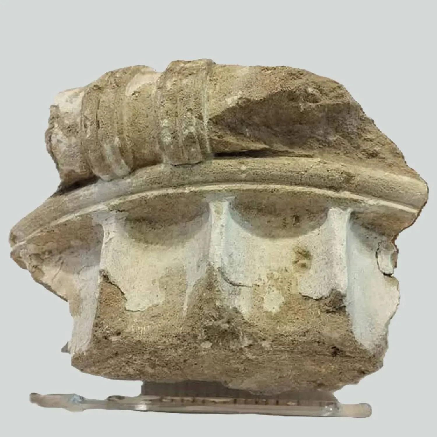 The capital of the column, made of limestone and measuring nine inches high and 33.5 cm 13 inches wide, was taken from the Leonidaion, a 4th-century BC guesthouse. (Greek Culture Ministry)