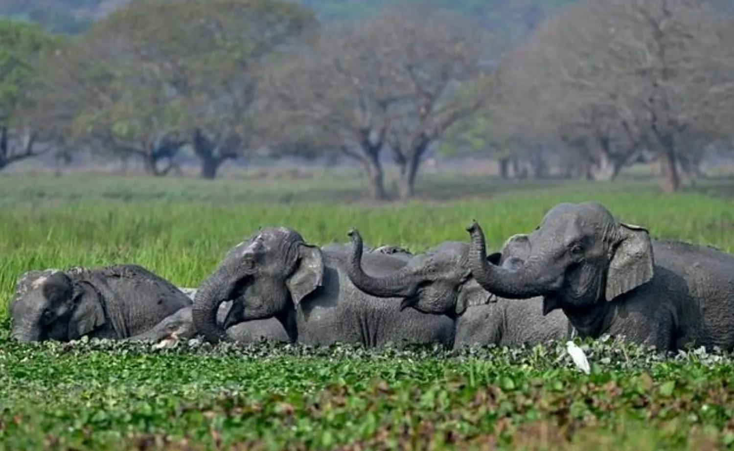 India is home to the majority of the world's remaining wild Asian elephants, like this herd bathing in Assam - AFP