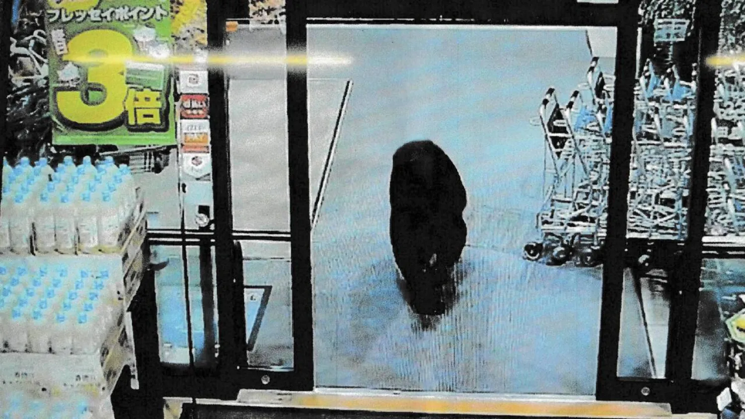 Last week an adult bear entered a supermarket in Numata, Gunma, north of Tokyo. STR / GUNMA PREFECTURAL POLICE VIA JIJI PRESS/AFP/File

