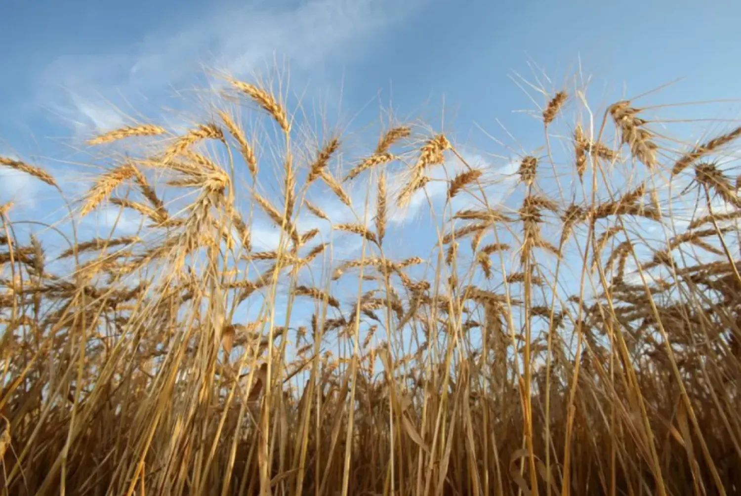 Mature spring wheat awaits harvest on a farm near Beausejour, Manitoba, Canada August 20, 2020. REUTERS/Shannon VanRaes/File Photo
