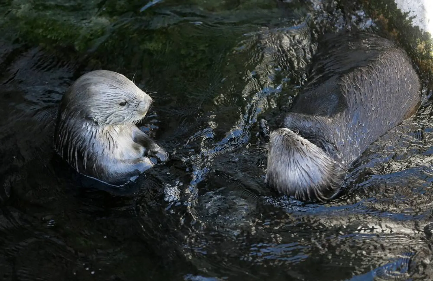 A pair of sea otters swim at the Monterey Bay Aquarium in Monterey, Calif., March 26, 2018. (AP) 