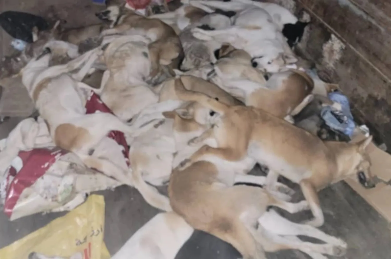 مشرفو النظافة الحوثيون يلجأون إلى ابتزاز السكان مقابل التخلص من الكلاب (إعلام حوثي)