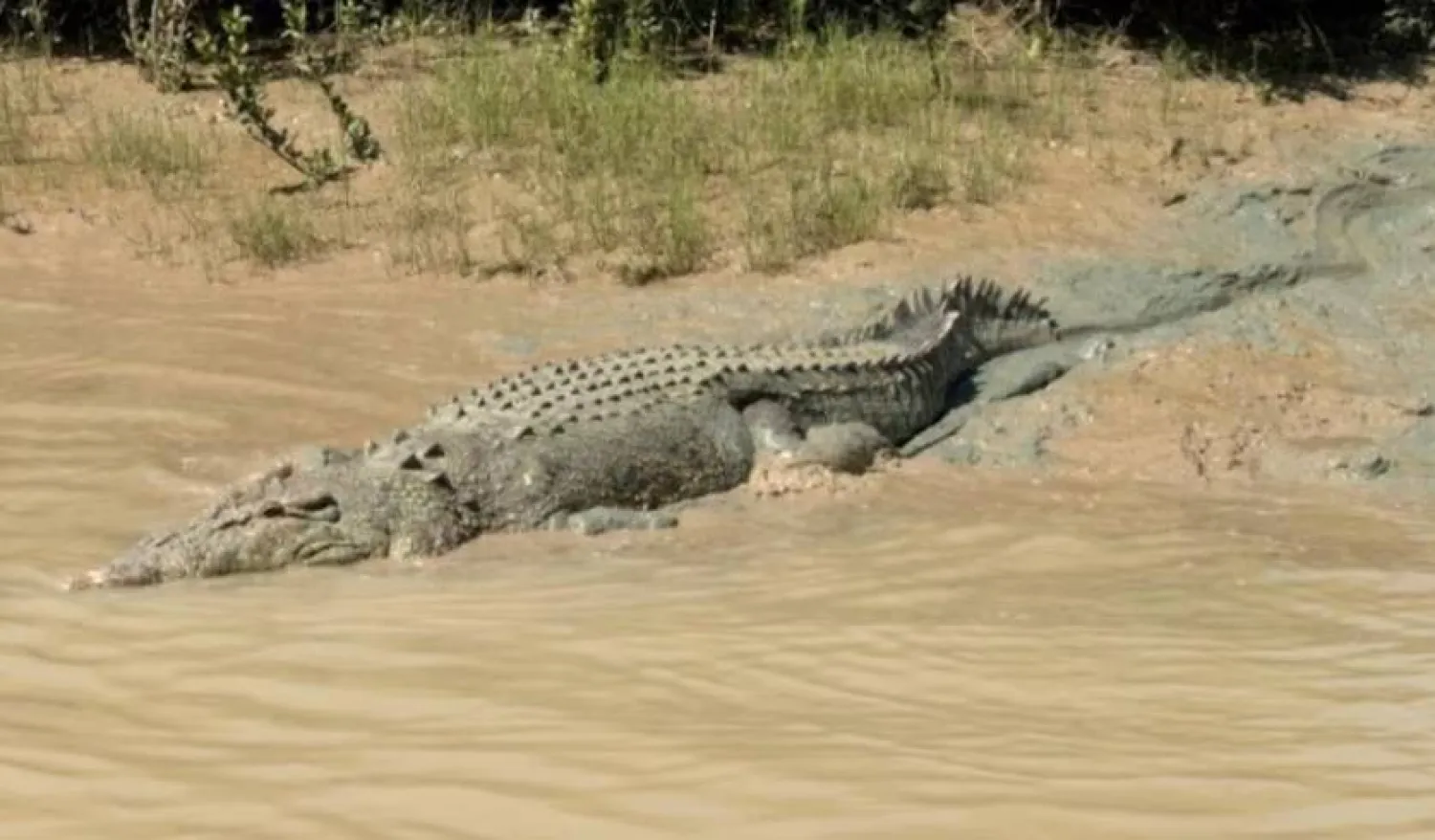 A crocodile moves from the riverbank into the waters of the Adelaide River in Wak Wak, Northern Territory, Australia, July 19, 2024, in this screengrab obtained from a Reuters video. REUTERS/Stefica Nicol Bikes/File Photo