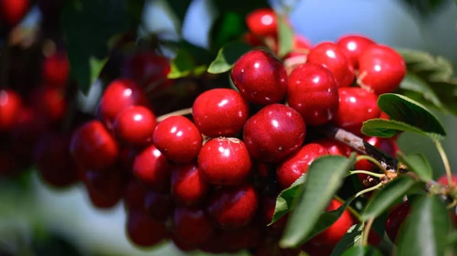 حبات من الكرز في برلين (أرشيفية-د.ب.أ)